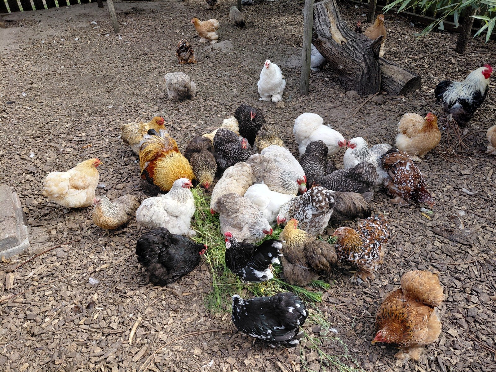 chochin zijdehoen, Dieren en Toebehoren