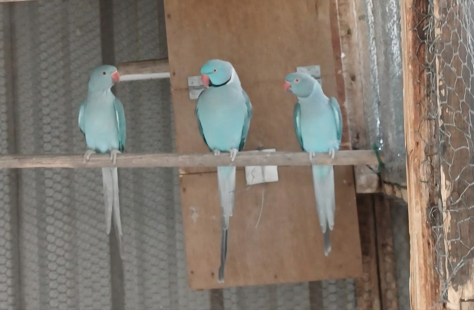 5 blauwe halsbandparkieten april 2026, Dieren en Toebehoren, Vogels | Parkieten en Papegaaien, Meerdere dieren, Parkiet, Geringd