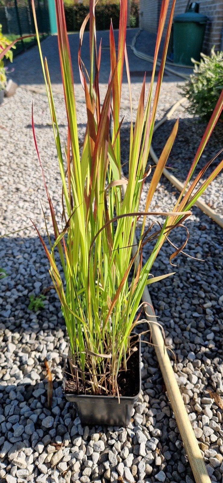 Imperata red baron siergras, Tuin en Terras, Ophalen