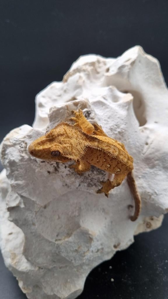 Wimpergekko crested gecko man, Ophalen