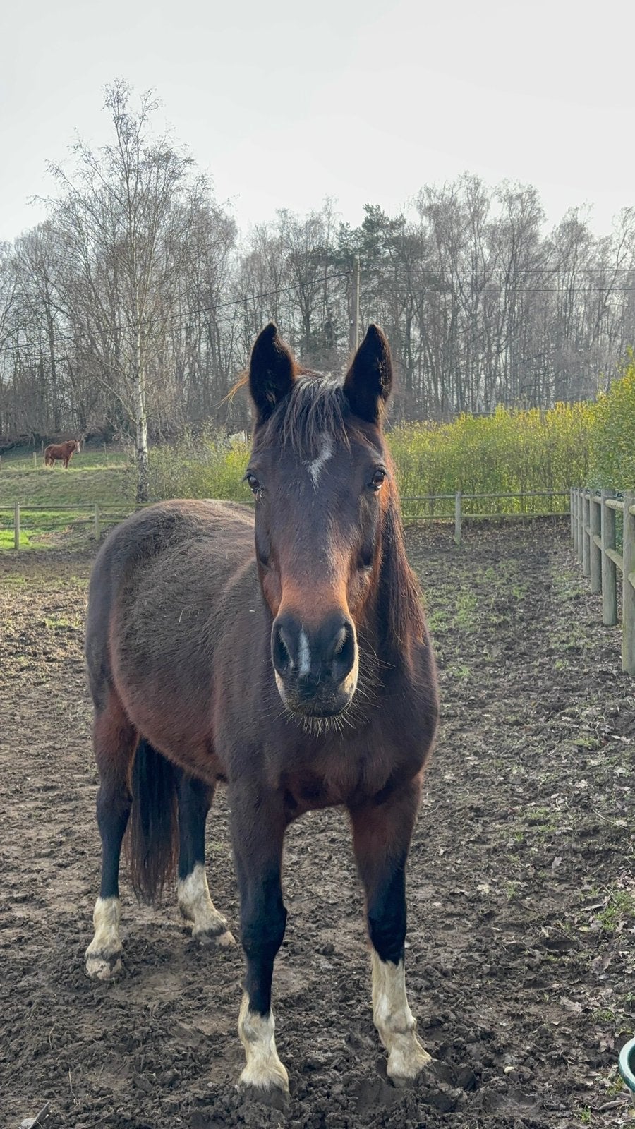 Brave merrie voor halve stal, 11 ans ou plus, Débourré, 165 à 170 cm, Cheval de récréation