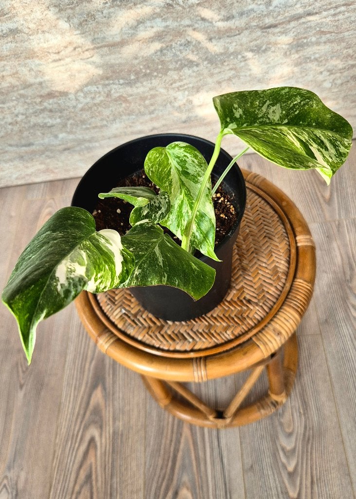 Monstera Variegata Marbled Albo | Dubbele Stam, Ophalen
