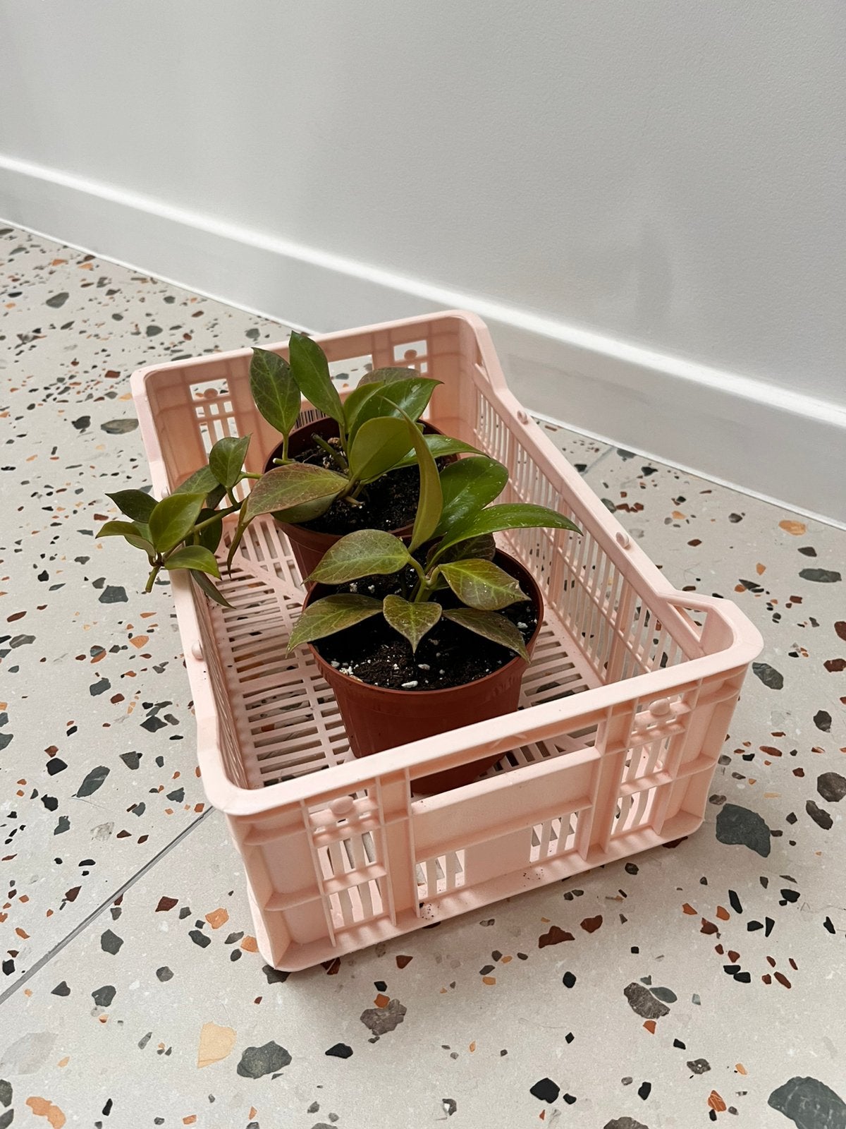 Hoya sunrise, Ophalen, Overige soorten, In pot, Minder dan 100 cm