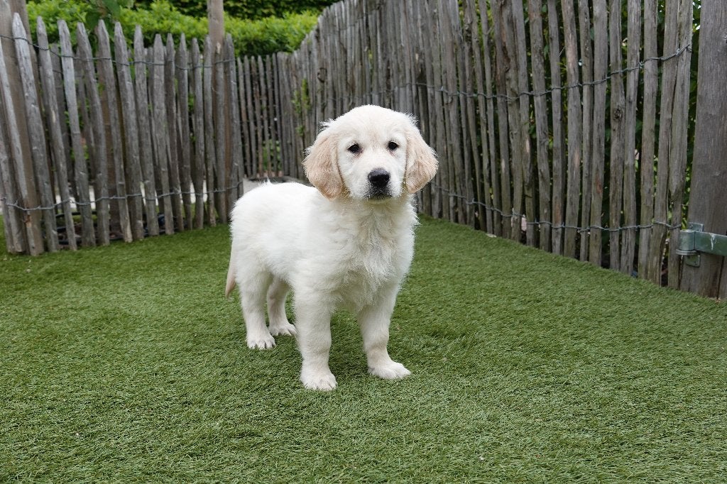 Beaux chiots Golden Retriever blonds/dorés, avec pedigree, Golden retriever, Plusieurs, Hépatite contagieuse (maladie de Rubarth)