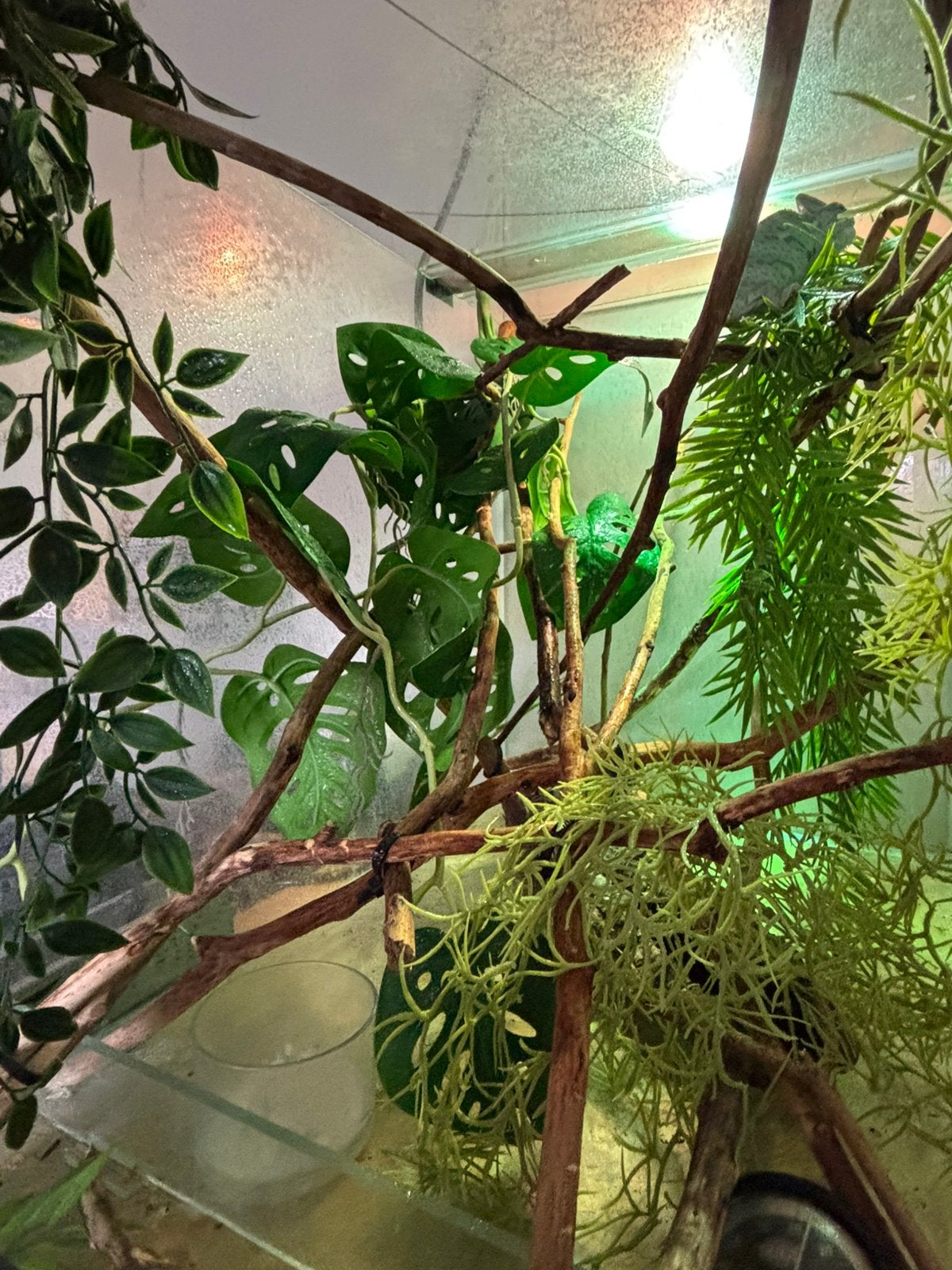 Cameleon yemen + terrarium + Deco, Animaux & Accessoires, Février, Femelle