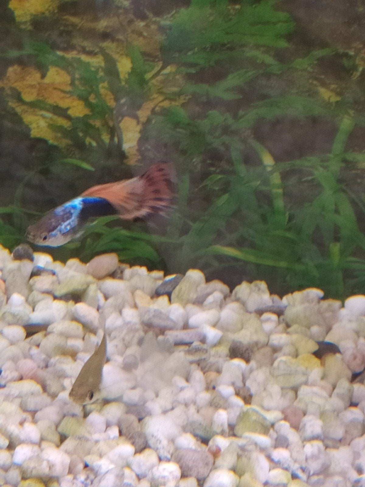 1 mannetje gup, Dieren en Toebehoren, Vissen | Aquariumvissen