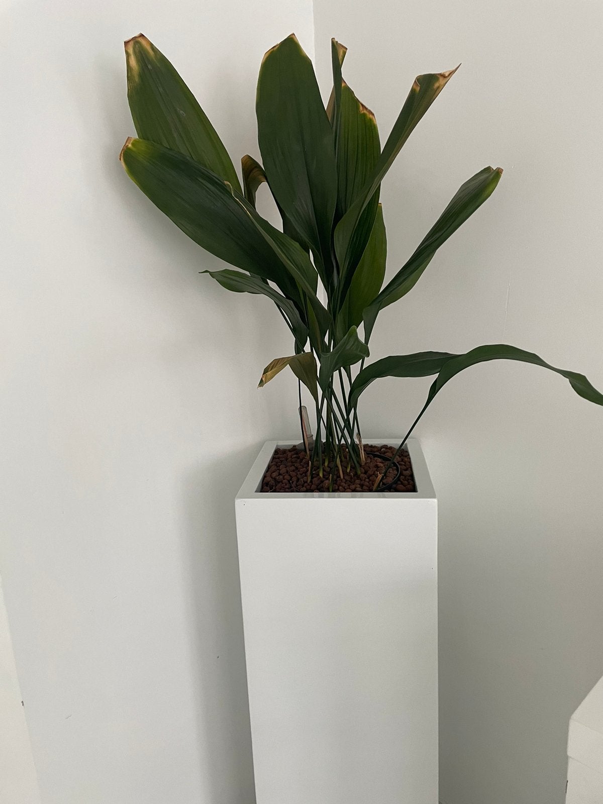 Plant met bloempot, Tuin en Terras, Ophalen