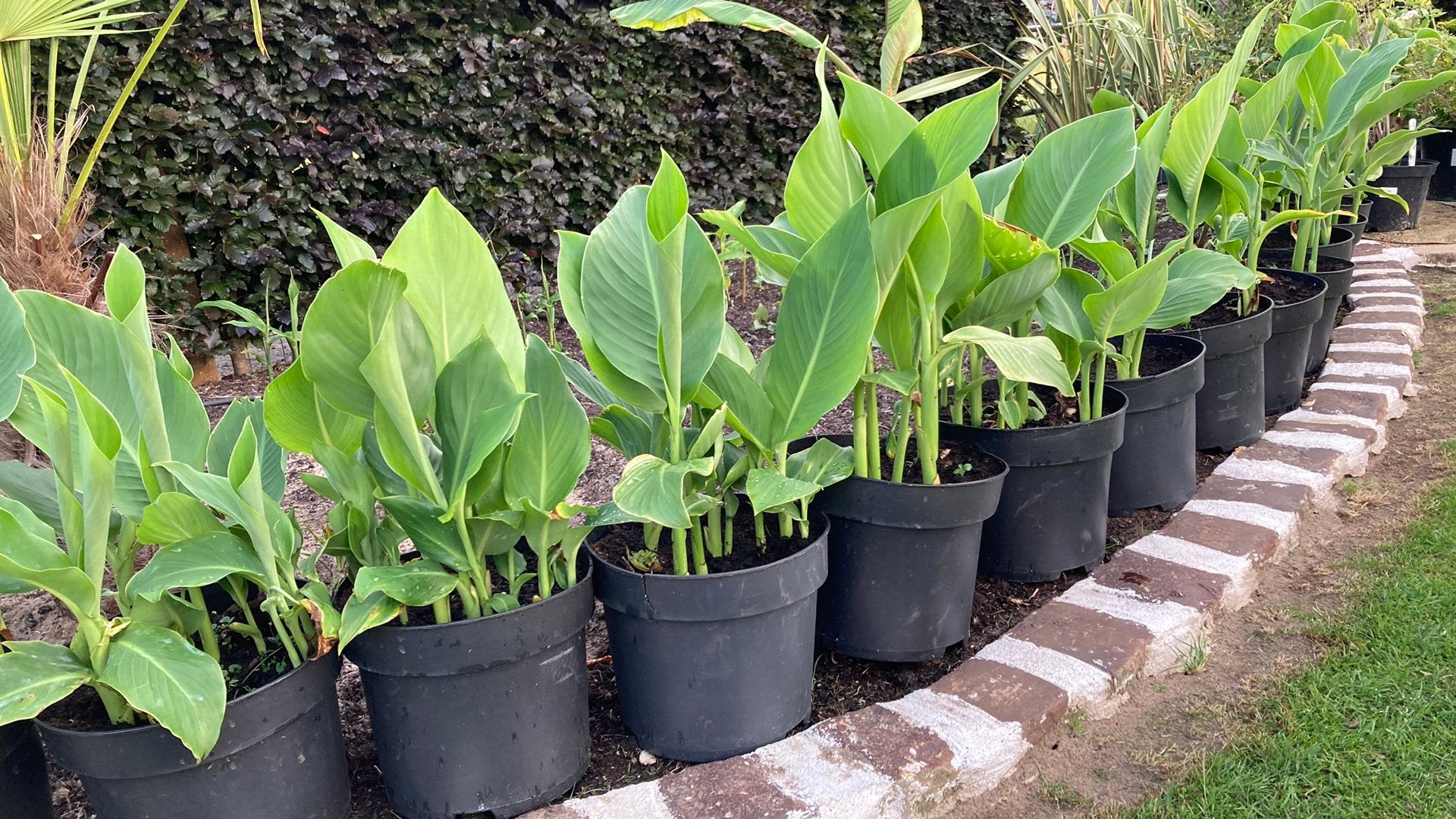 Planten canna alltestenii, Tuin en Terras, Ophalen