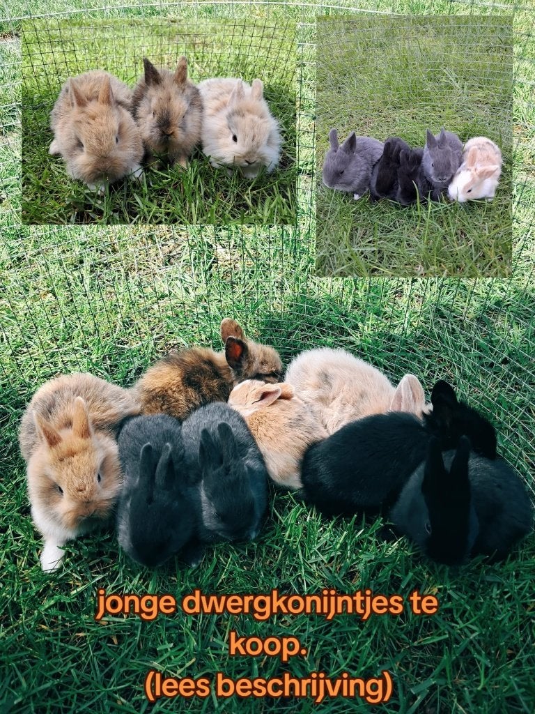 jonge dwergkonijntjes, Dieren en Toebehoren, Konijnen, Meerdere dieren, Dwerg, 0 tot 2 jaar