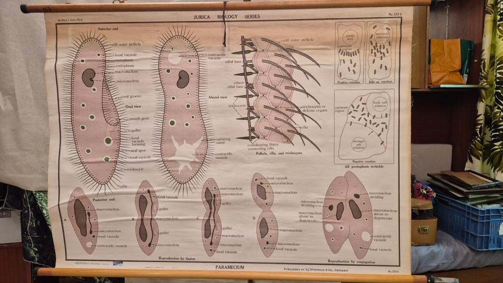 Assiette scolaire Vintage Paramecium — microbiologie — scien, Maison & Meubles, Armoires | Dressoirs, Utilisé, 100 à 150 cm, Moins de 25 cm