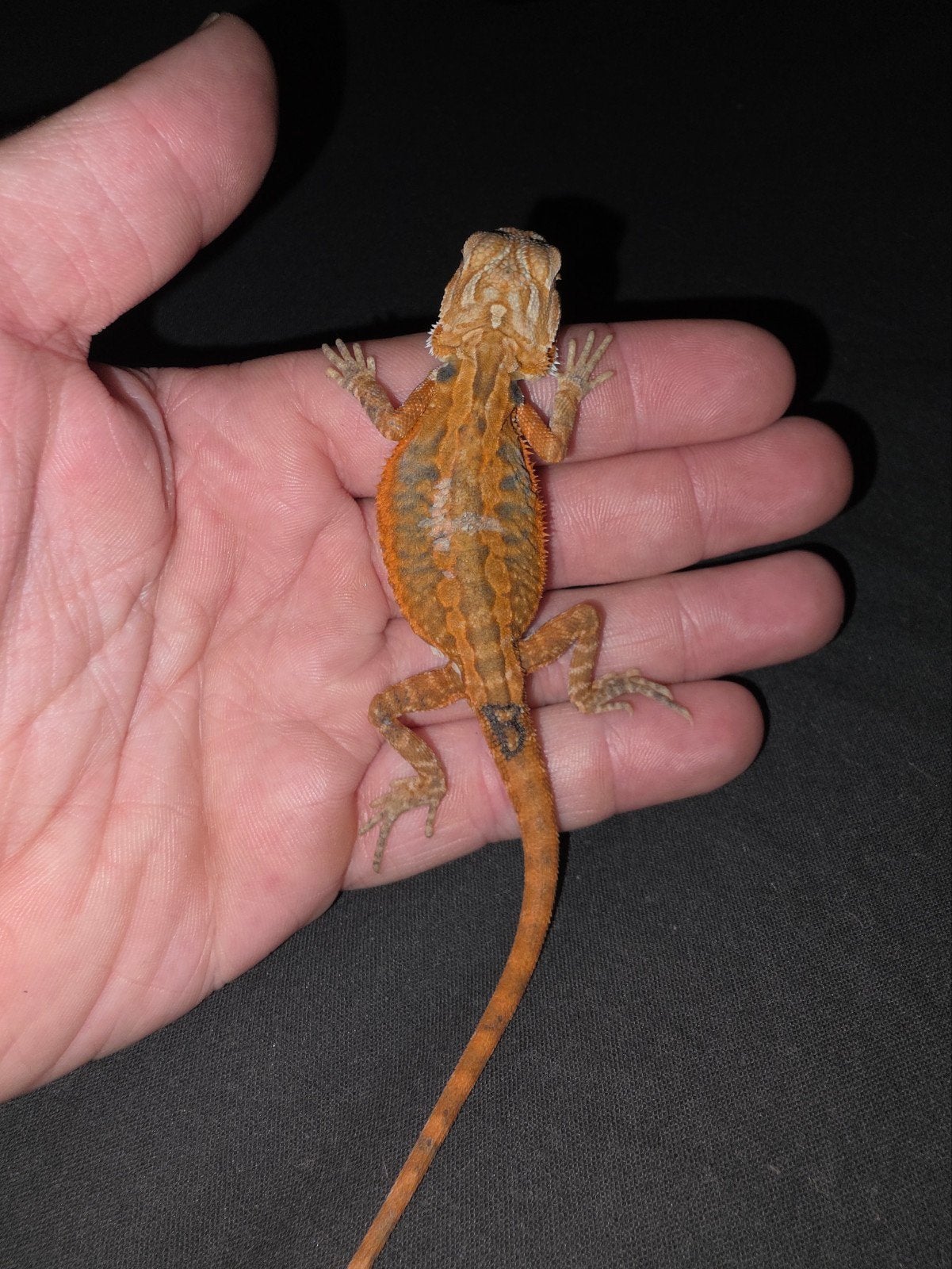 Très joli bébé dragon barbu orange, Animaux & Accessoires, Lézard, Domestique, 0 à 2 ans