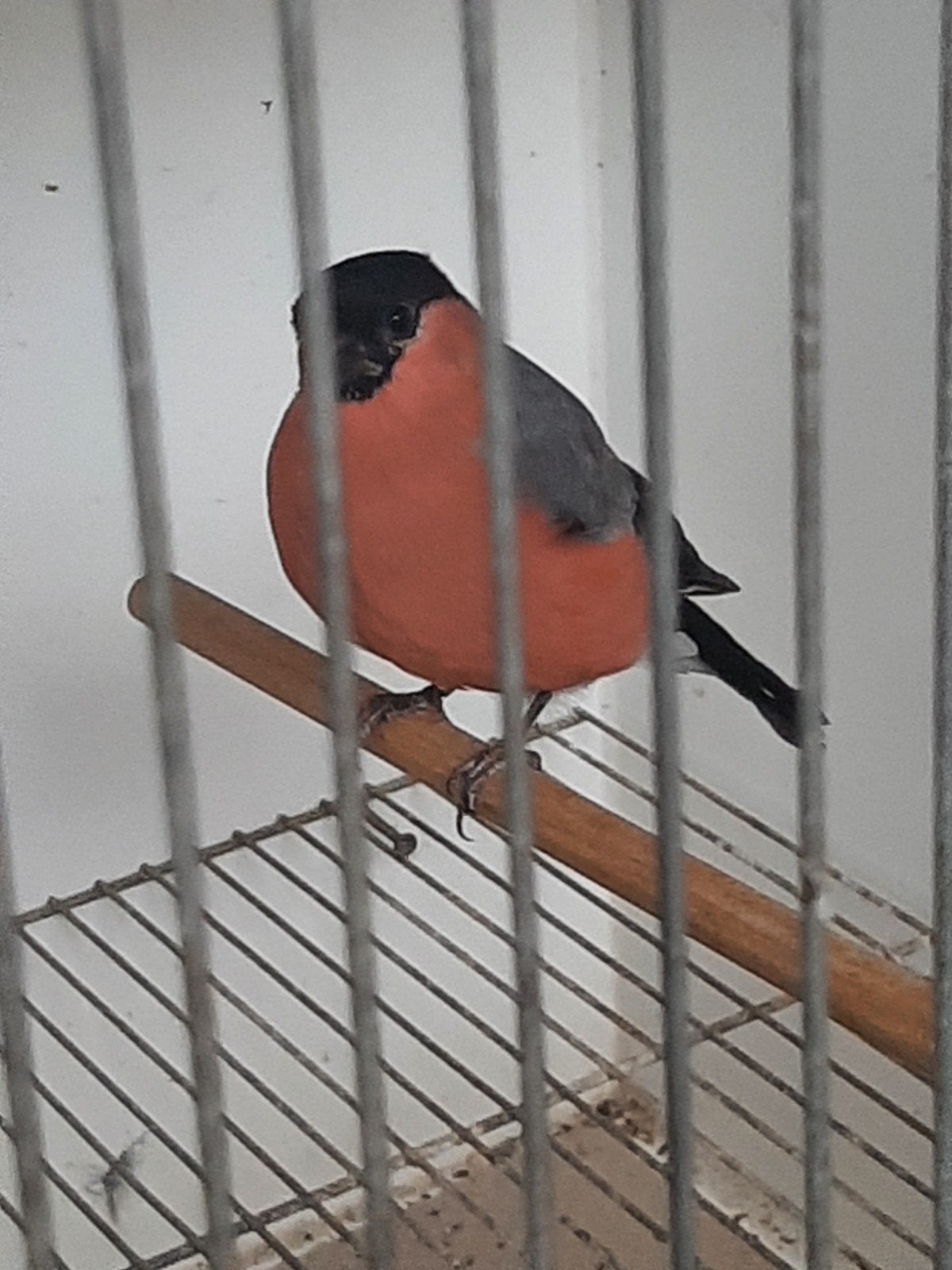 Noorse goudvinken mannen, Mâle, Oiseau chanteur sauvage, Bagué