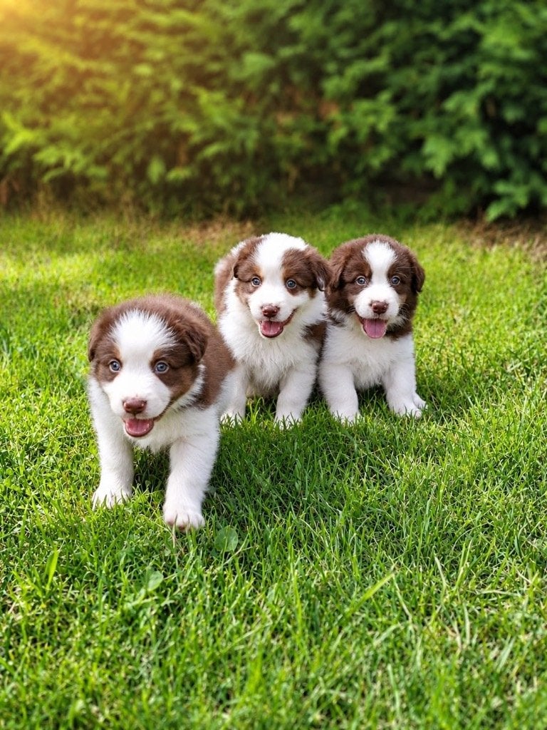 Superbes chiots bordercollie, Maladie de Carré (chiens), Colley, Plusieurs, Belgique