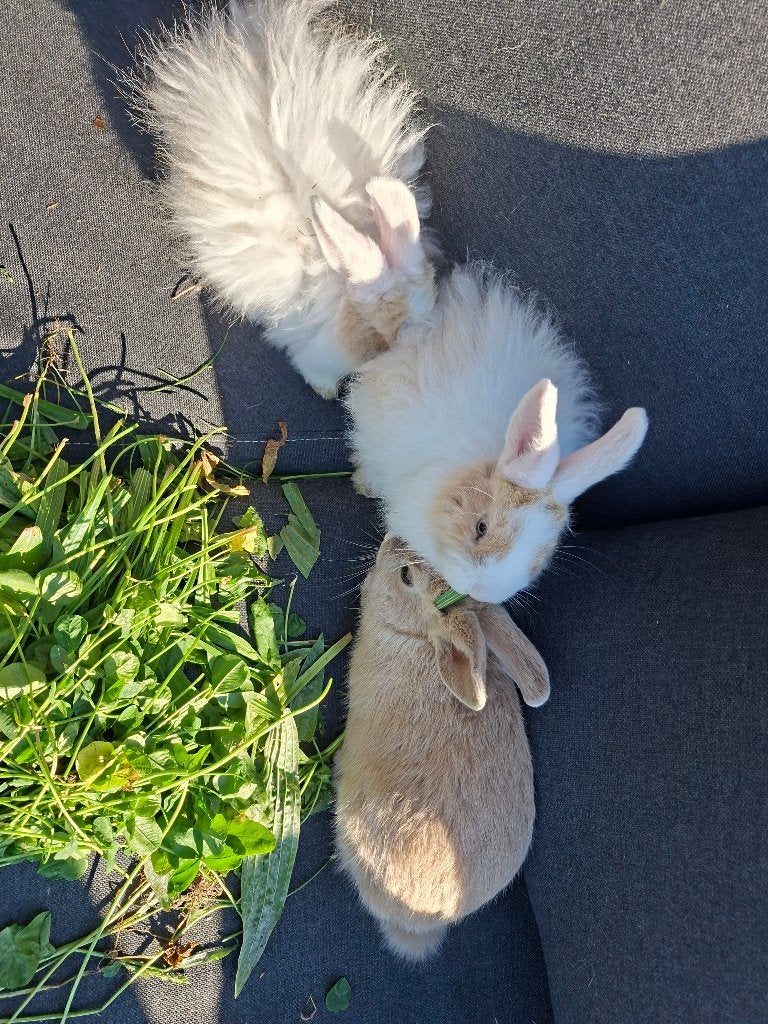 Konijntjes, Plusieurs animaux, Taille moyenne, 0 à 2 ans
