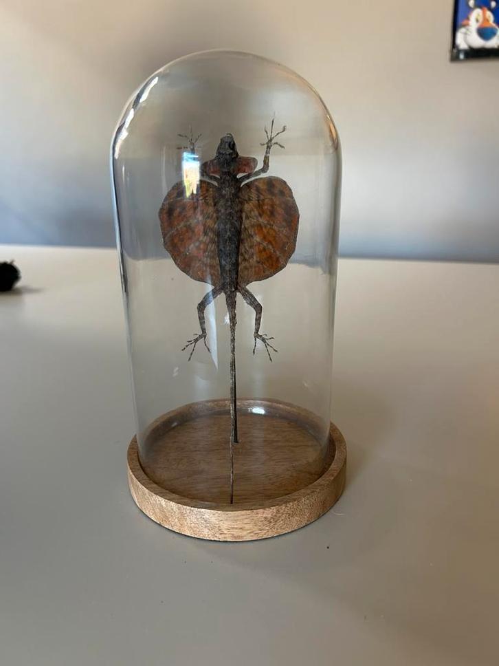 Draco volans en opgezette insecten, Verzamelen, Ophalen, Zo goed als nieuw