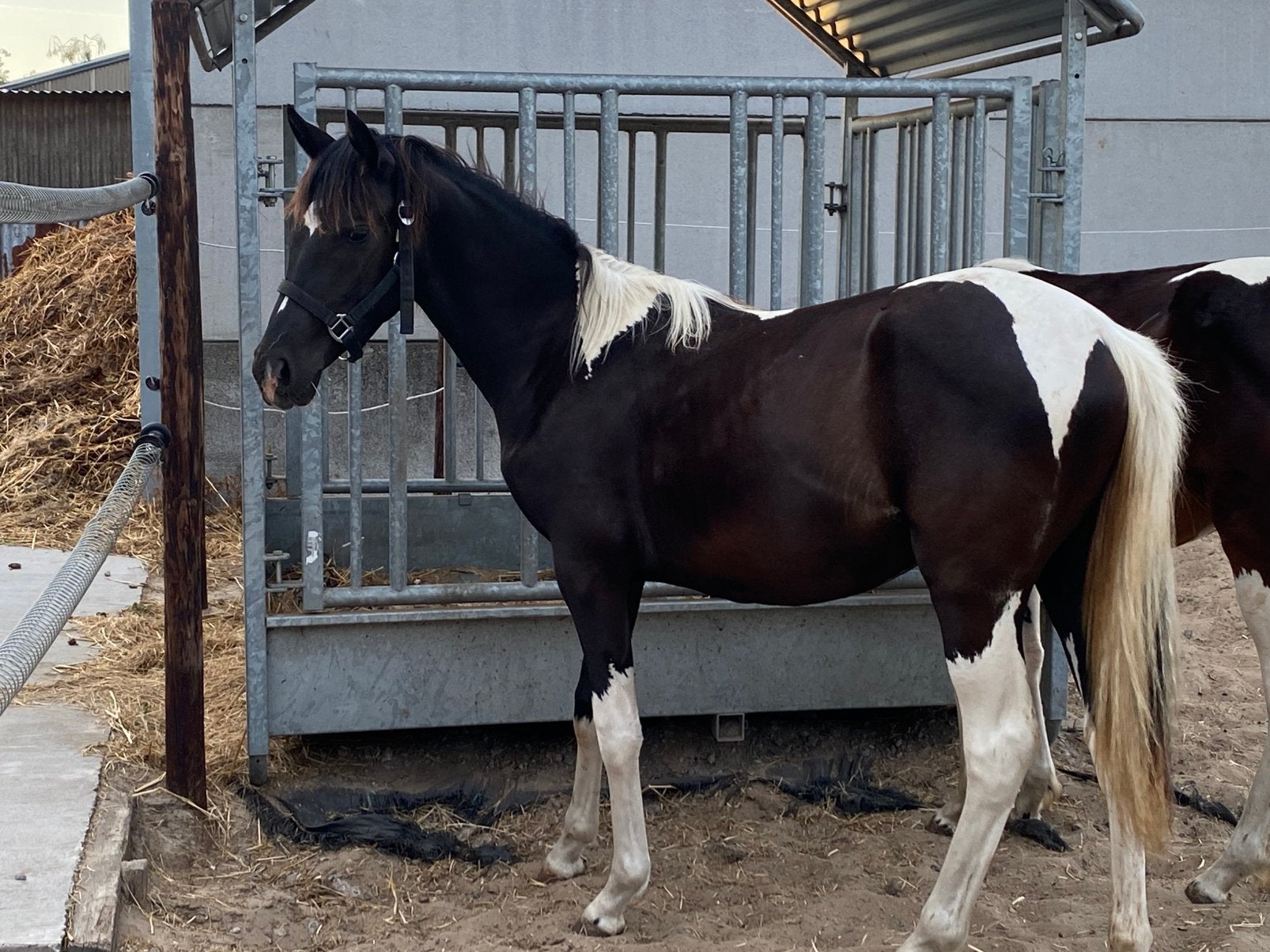 Oumi van de Meeushoeve. Reddy wally ter Linden, Dieren en Toebehoren, Merrie, Met stamboom, Springpony, 0 tot 2 jaar