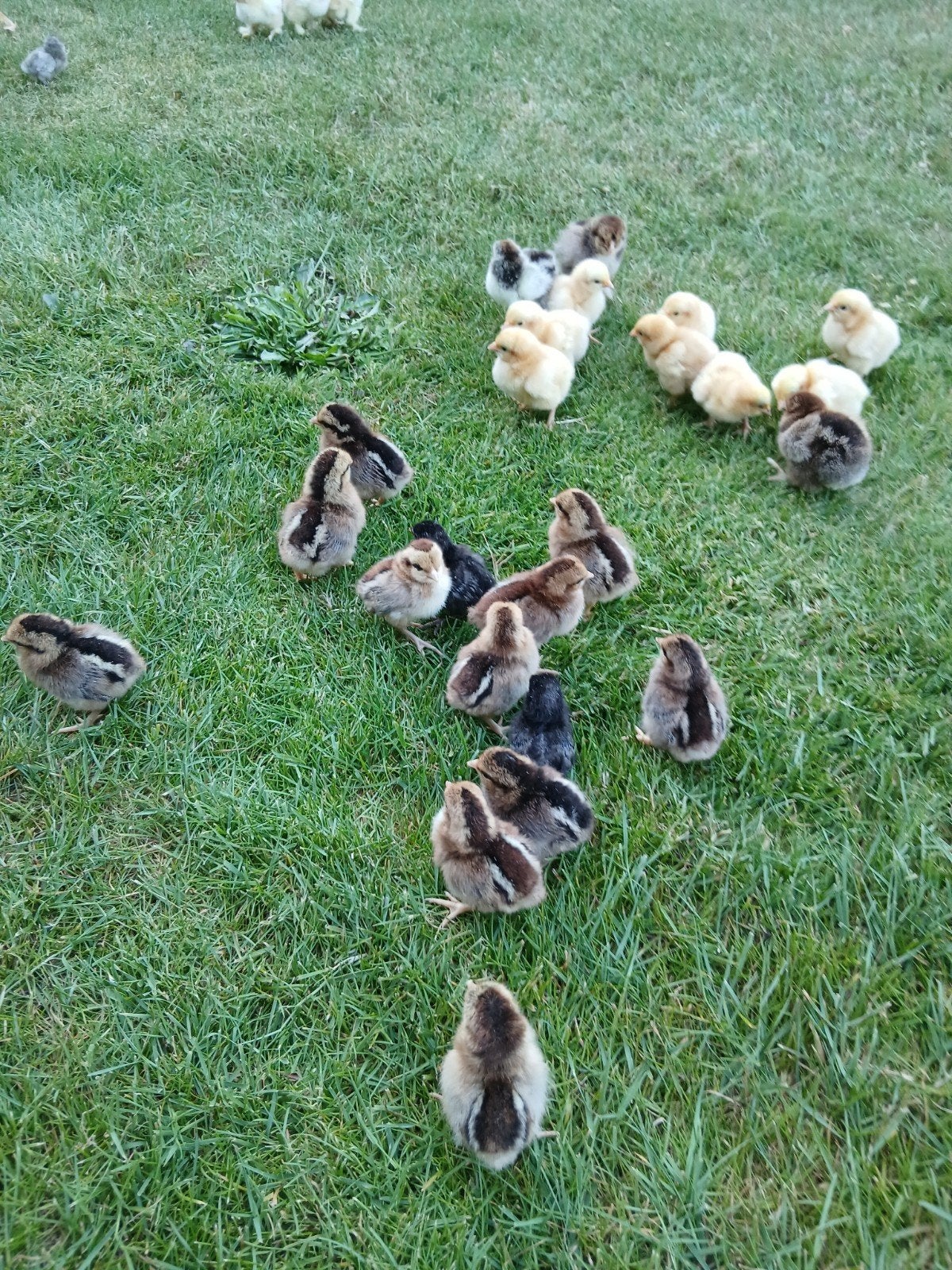 Kuikens geboren op 29/06, Meerdere dieren, Kip