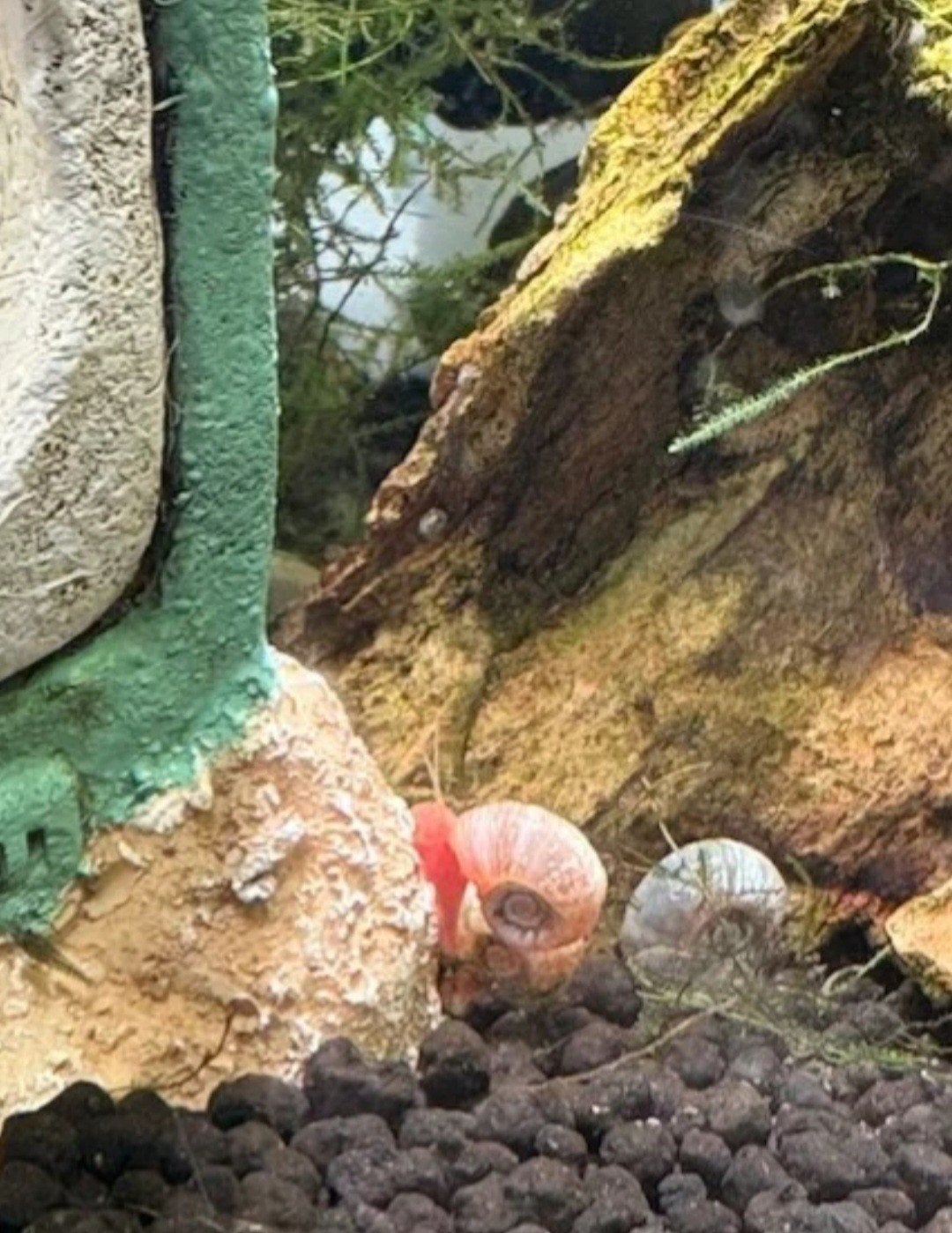 Posthoorn slakken, Dieren en Toebehoren, Reptielen en Amfibieën, Overige soorten