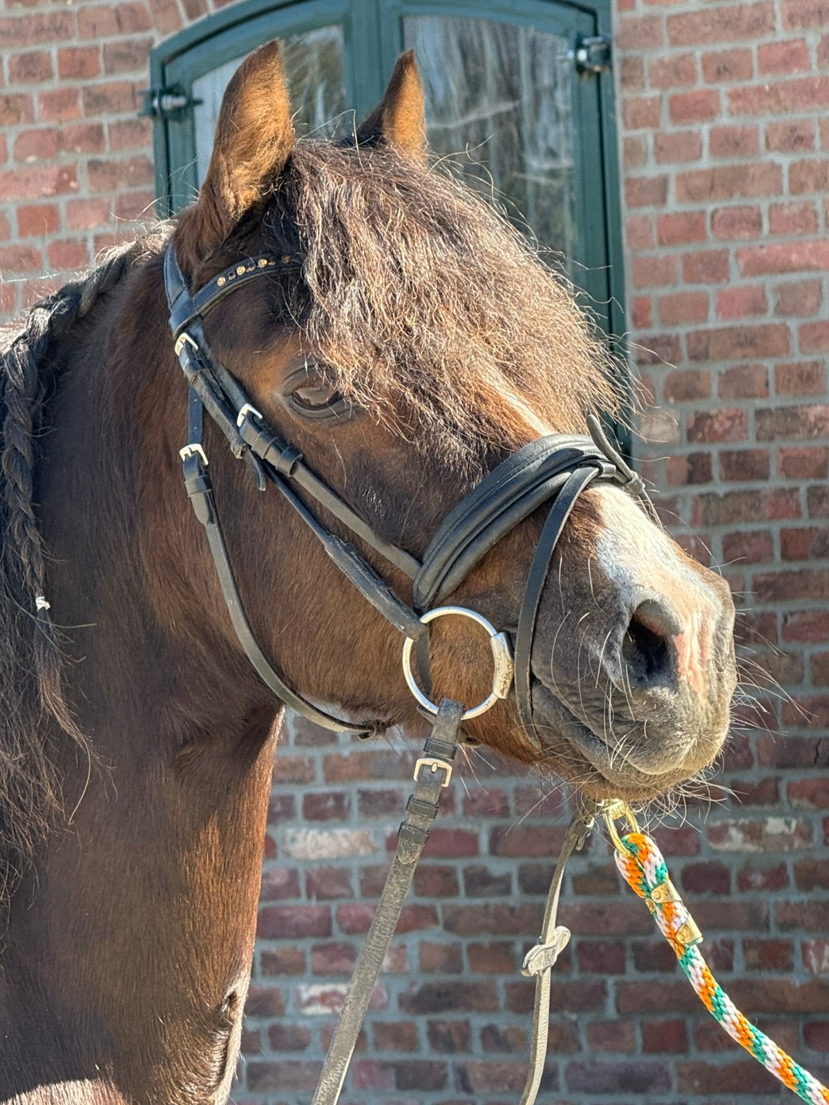 10 jr stevige d pony voor lekker mee buiten te rijden!!!, Dieren en Toebehoren, Ruin, Niet van toepassing, Recreatiepony, Gechipt