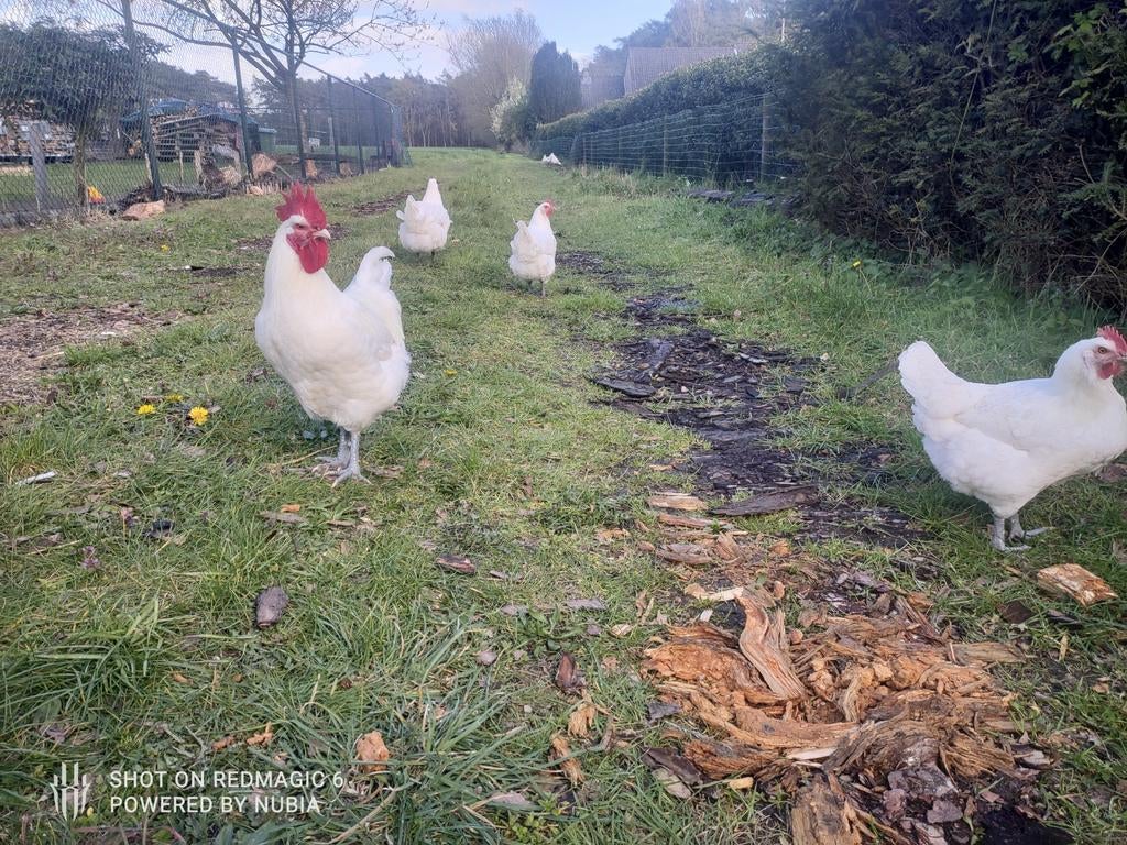 Écloseries de Poule de Bresse., Animaux & Accessoires, Volatiles