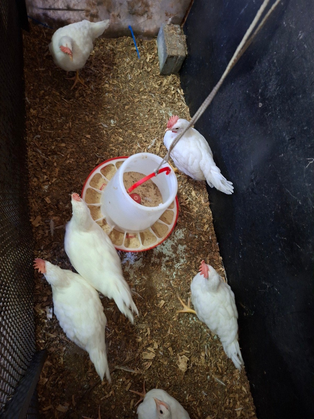 12 raszuivere leghorn hanen, Animaux & Accessoires, Mâle, Poule ou poulet