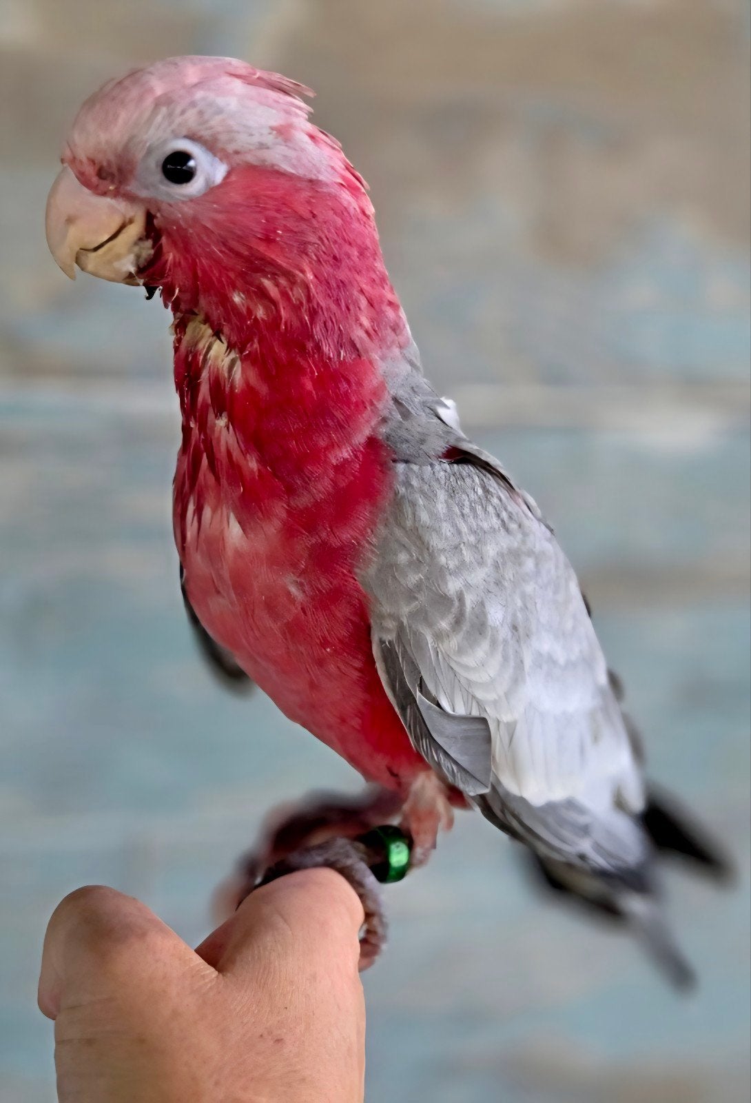 Rosalbin femelle eam, Animaux & Accessoires, Oiseaux | Perruches & Perroquets, Femelle