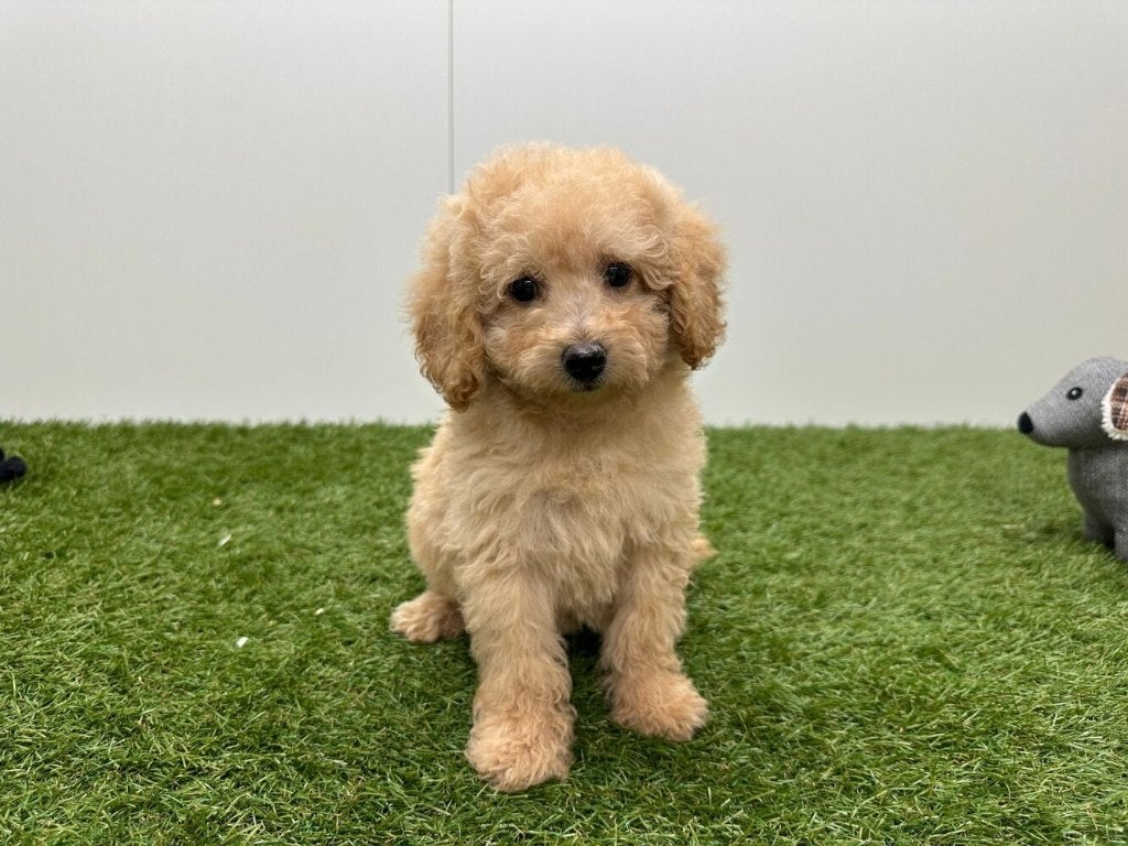 Chiots Caniche Toy