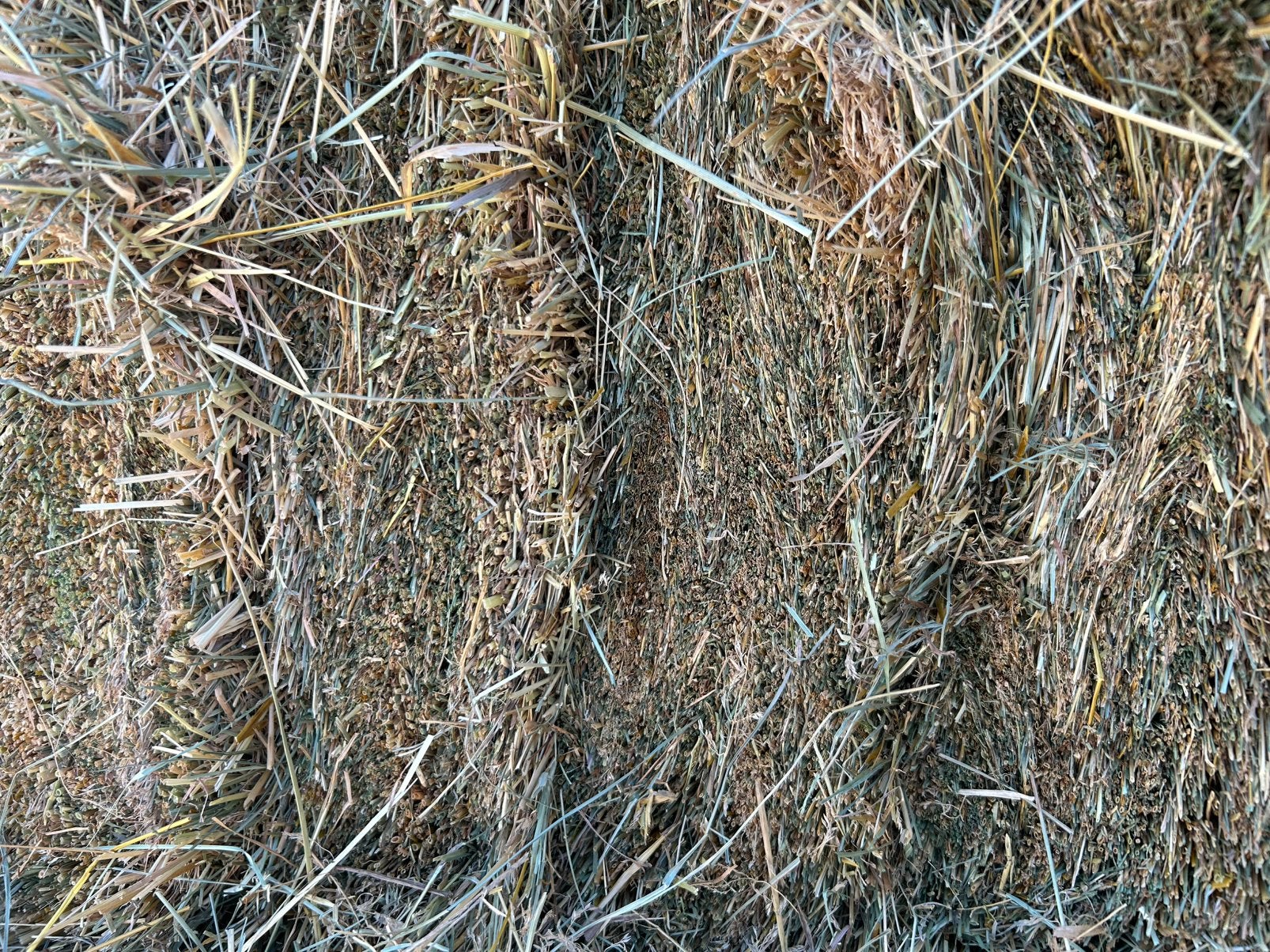 Veldbeemd graszaad hooi, Dieren en Toebehoren, Ophalen of Verzenden