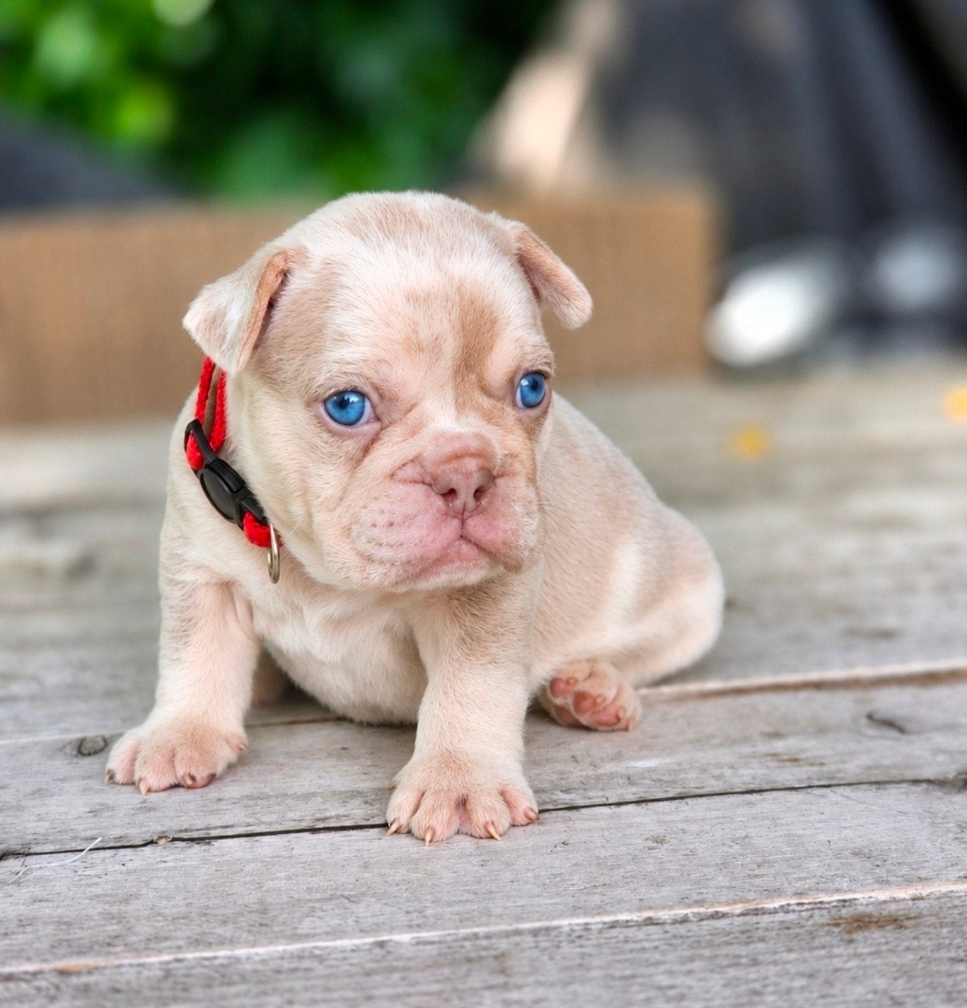 Franse bulldog pups ( uniek! ), Dieren en Toebehoren, Honden | Bulldogs, Pinschers en Molossers, België, Fokker | Hobbymatig, 8 tot 15 weken