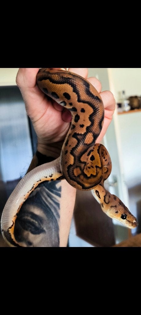 Koningspython, ballpython Ball Python - male for sale from Joe
