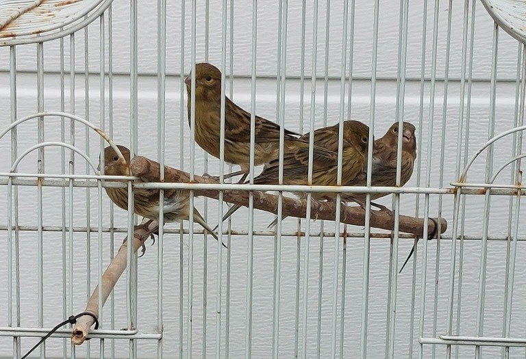 Bonte kanarie`s van dit jaar, Dieren en Toebehoren, Geslacht onbekend, Bastaard