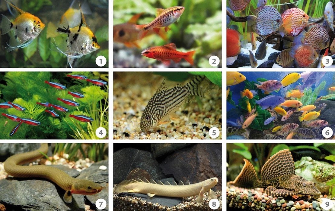 ik ben opzoek naar een paar vissen, Autres types, Poisson d'eau douce