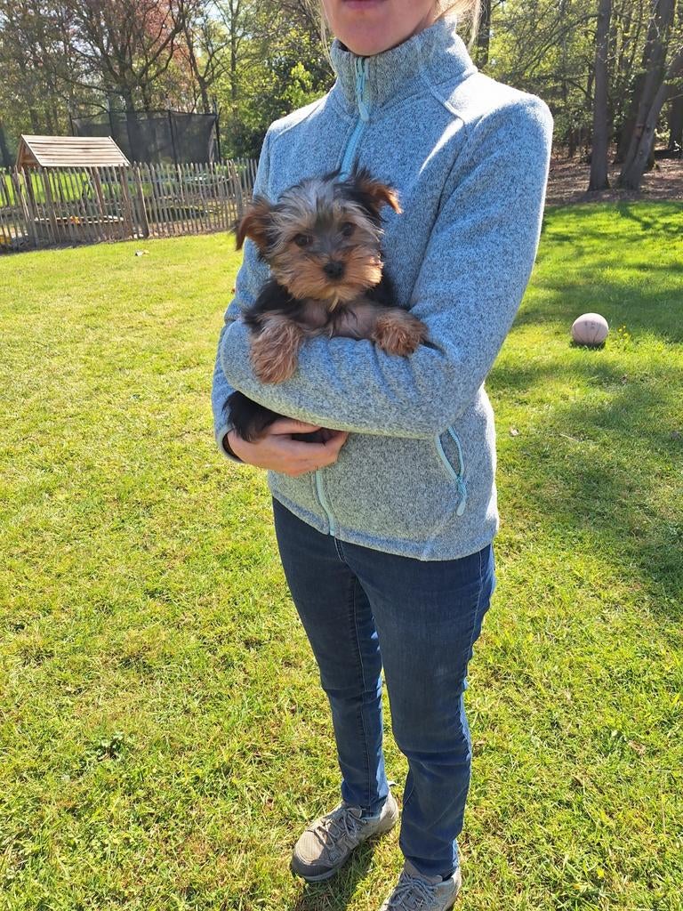 Yorkshire terriër pups, Dieren en Toebehoren, België, 8 tot 15 weken, Meerdere, Fokker | Professioneel
