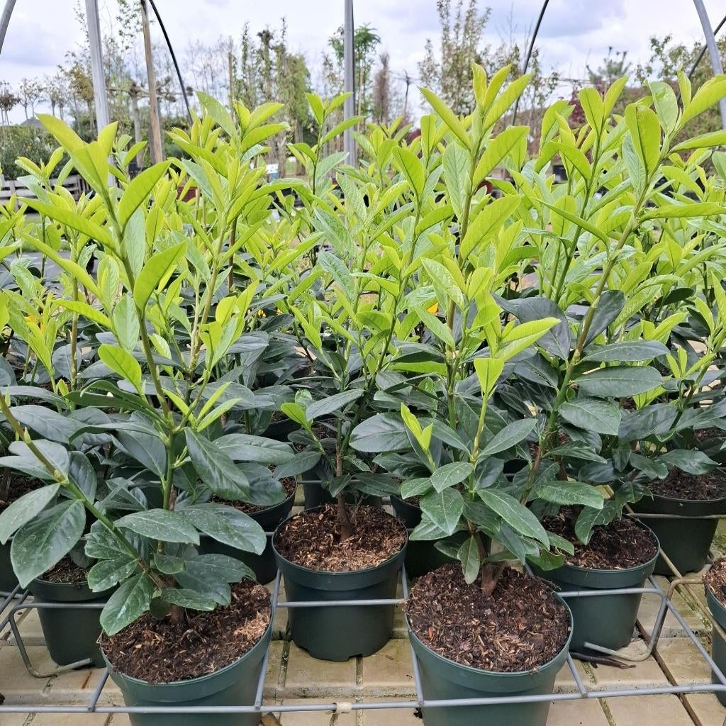 Laurierhagen in container, Tuin en Terras, Ophalen, Laurier, Haag, Minder dan 100 cm