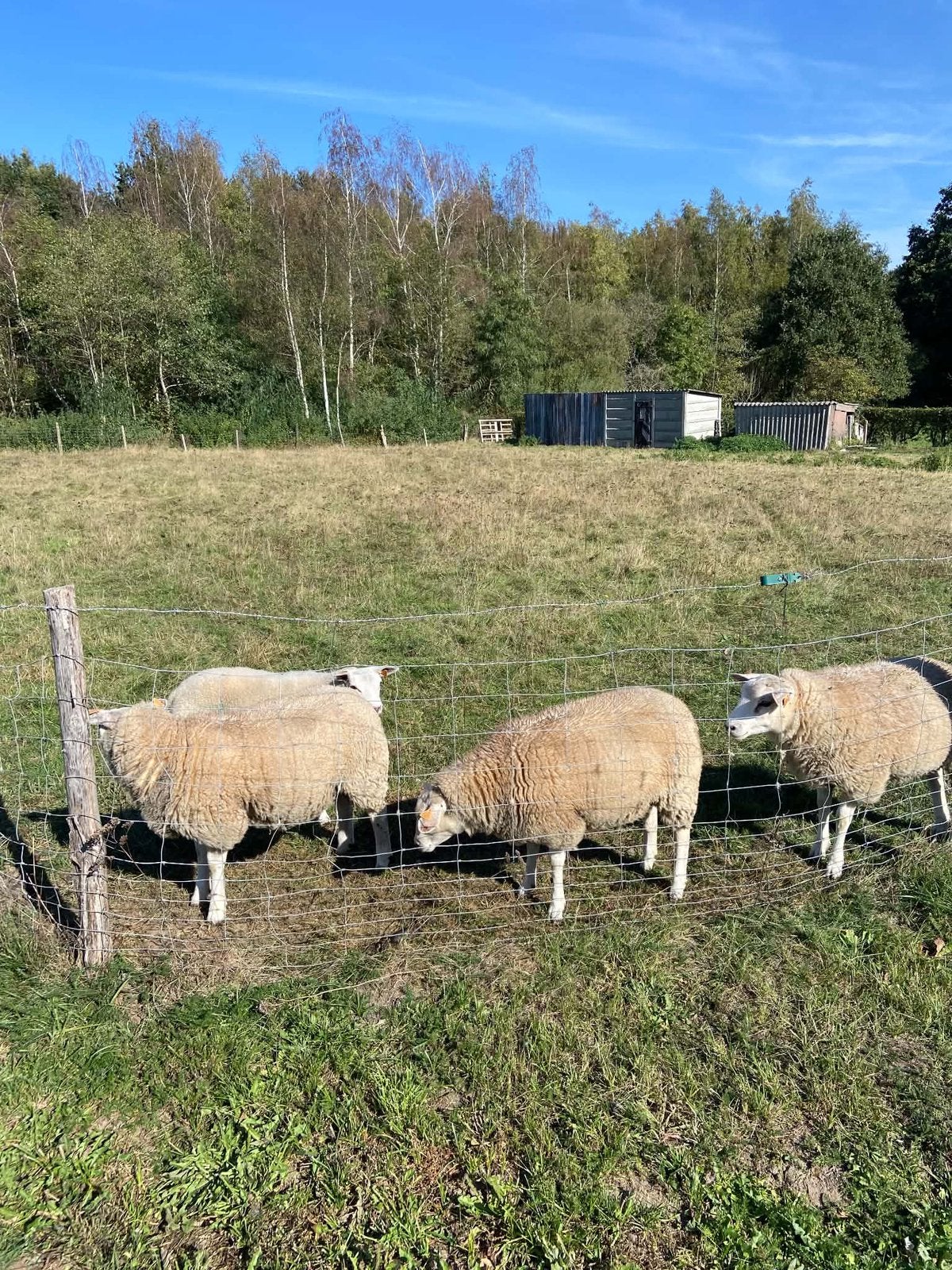 Schapen, Animaux & Accessoires, Mouton