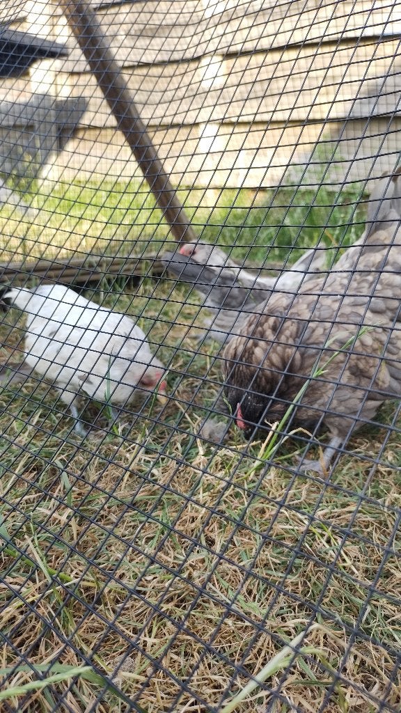 Antwerpse baardkriel haantjes, Mâle, Poule ou poulet