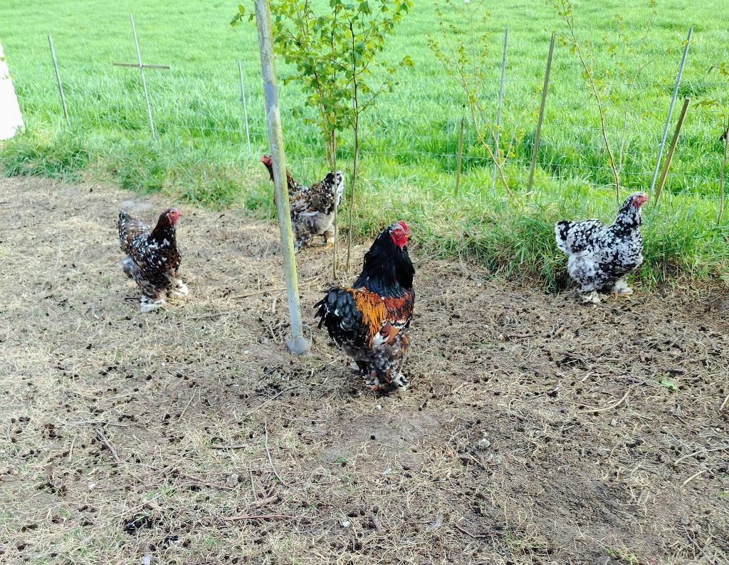 Brahma porselein broedeieren, Dieren en Toebehoren, Pluimvee, Geslacht onbekend, Kip