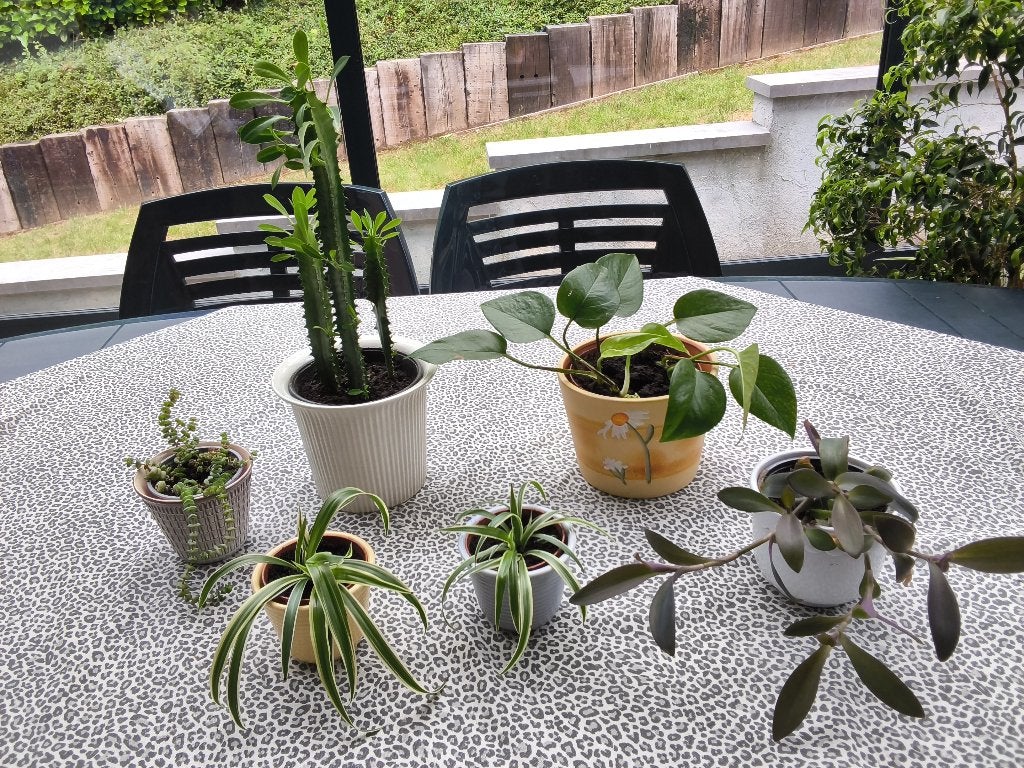 Plantes d’intérieur maison avec pot et cache-pot, Enlèvement, Autres espèces, En pot
