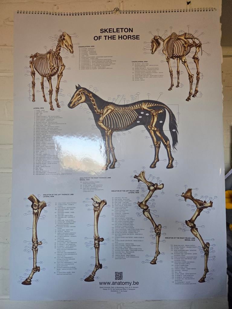 Posters anatomie van het paard, Enlèvement