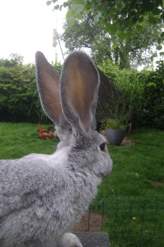 Vlaamse reus chinchilla, Dieren en Toebehoren, Konijnen, Mannelijk, Groot