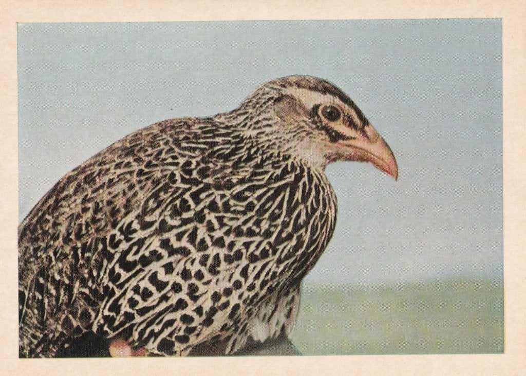 CHROMO  FRANKOLIJN, Verzamelen, Foto's en Prenten, Ophalen of Verzenden, Zo goed als nieuw, Dier, Prent