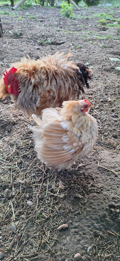 Cochin kriel krul en gladveer toompje, Animaux & Accessoires, Volatiles