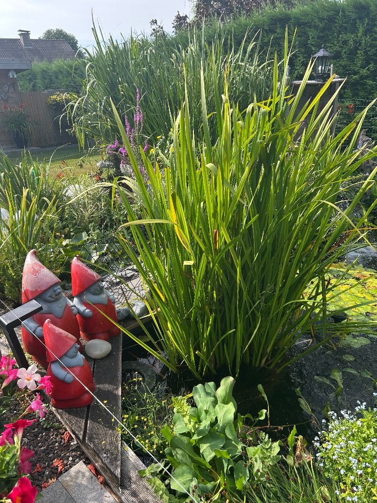 Egelskop, Tuin en Terras, Ophalen
