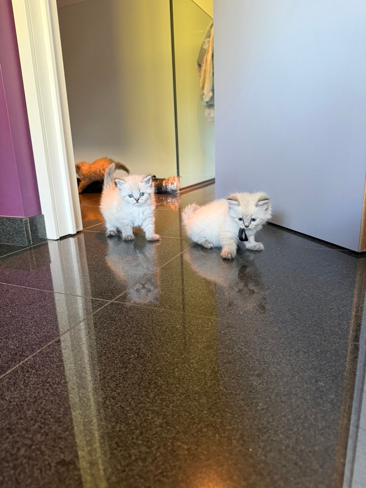 Ragdoll kittens, Dieren en Toebehoren, Meerdere dieren, Gechipt, 0 tot 2 jaar