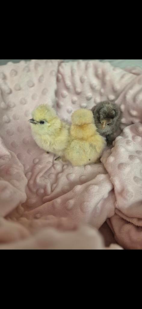 🐣Broedeitjes te koop - USA Zijdehoen
