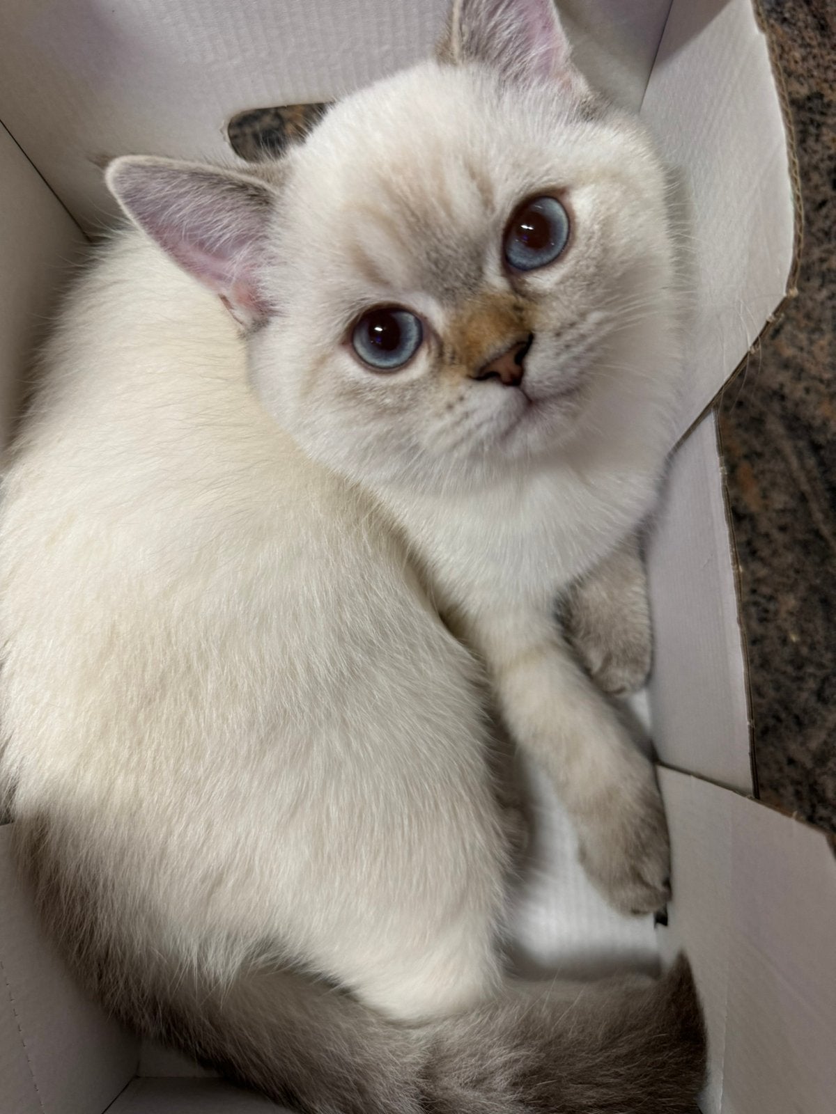 kitten Britse korthaar KATER, Kater, Gechipt, 0 tot 2 jaar