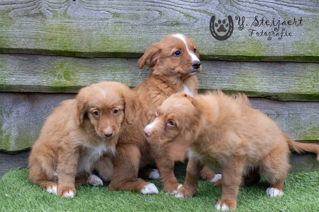 toller pups, beide ouders zijn hier aanwezig, Animaux & Accessoires, Maladie de Carré (chiens), Autres races, Plusieurs, Belgique