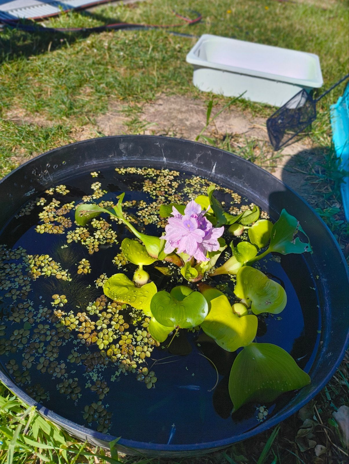 plantes aquatiques promo( ceratophylum, valisneria nana etc