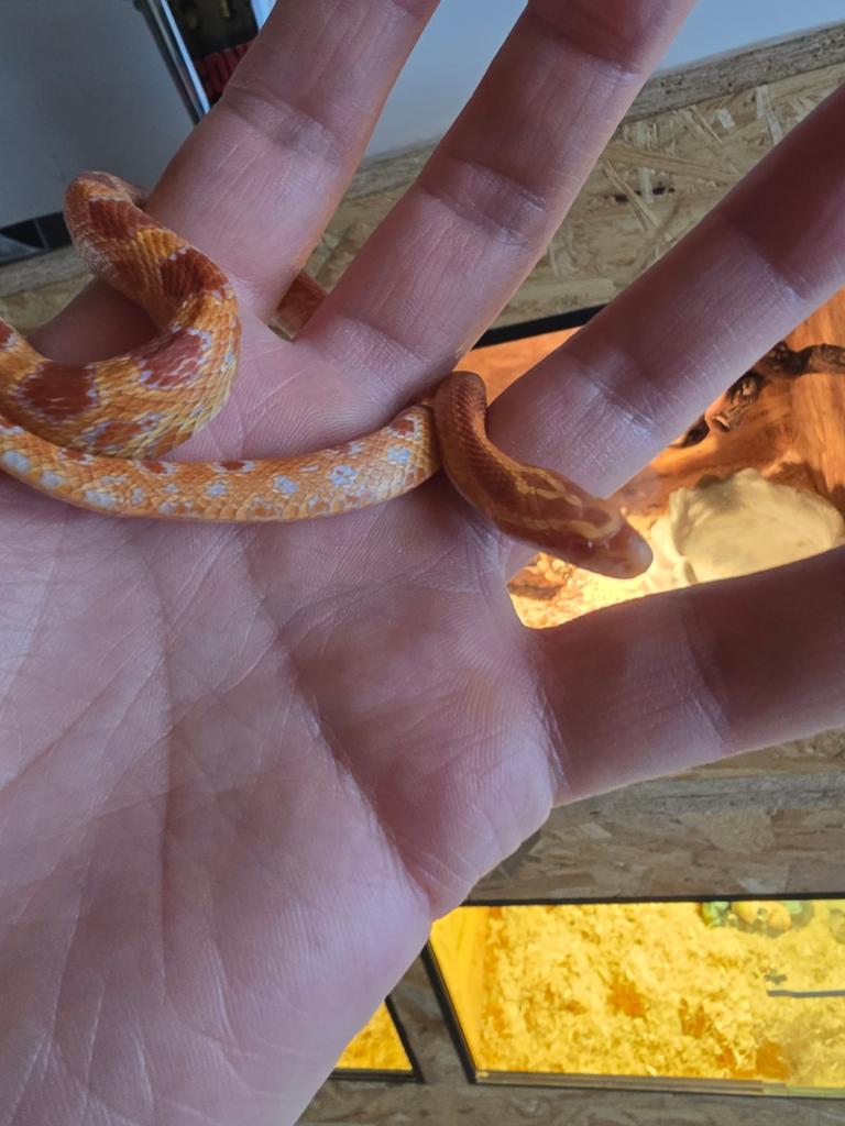 Korenslang, Serpent, Domestique, 0 à 2 ans
