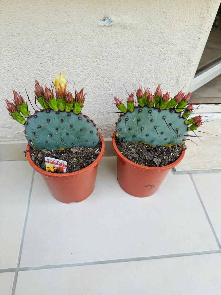 Opuntia azurea: eerste bloemknop gaat open, Huis en Inrichting, Kamerplanten, Ophalen, 200 cm of meer, Overige soorten, Halfschaduw